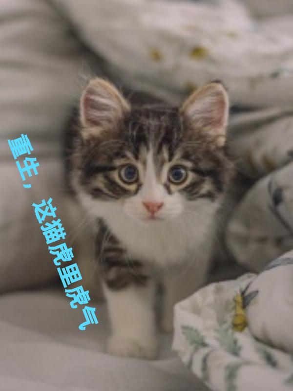 这猫虎里虎气的小说